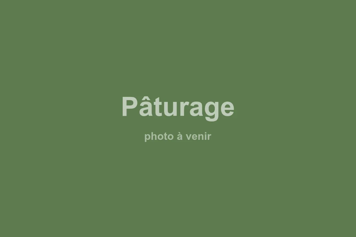 Pascolo — 1 ha recintato